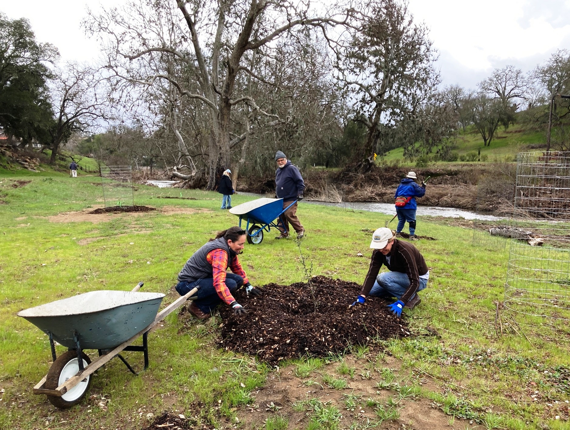 Zarah and Meg and other volunteers weeding and mulching the oak seedlings.